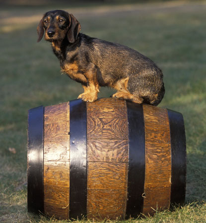 01 Wire-haired Dachshund